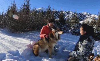 养狼20年养成二哈,养狼养二哈