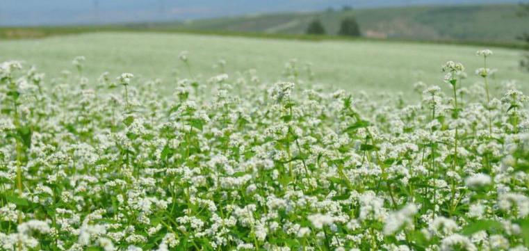 肥乡扒糕的正宗做法,肥乡扒糕哪的好吃