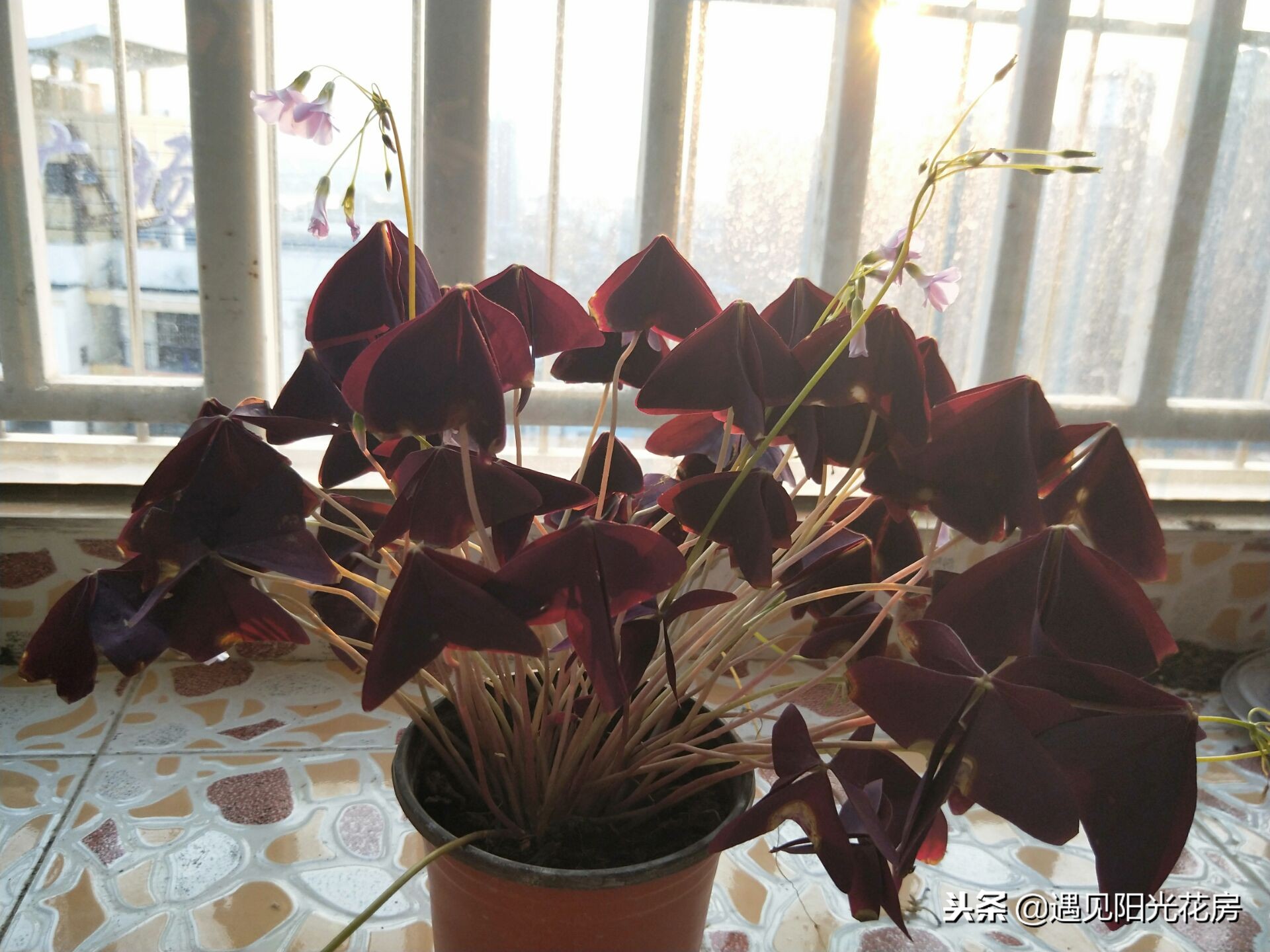 紫叶酢浆草入冬后可以晒太阳吗,紫叶酢浆草叶子发黑怎么办