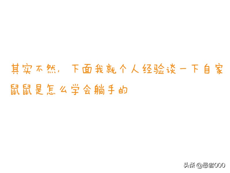 画可爱的仓鼠漫画,可爱的小仓鼠简单的漫画