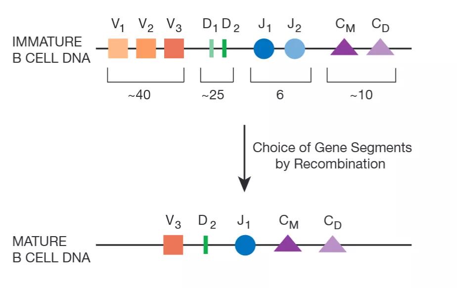 带你了解你的免疫系统（二）-B细胞和抗体介导的免疫应答