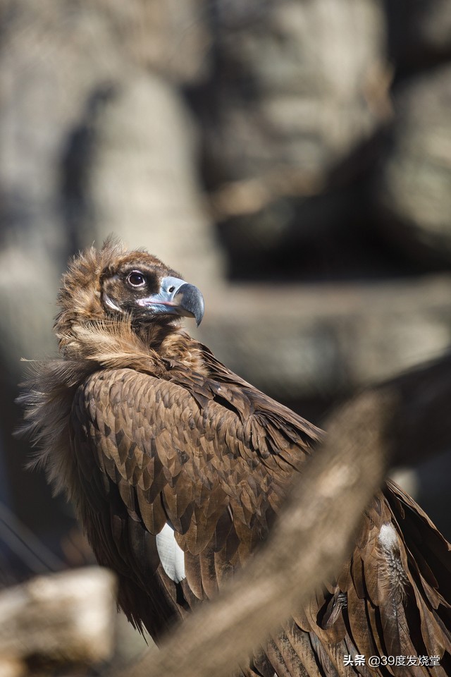 佳能rf70-200mmf4lisusm怎么样,佳能rf70-200mmf4usm镜头