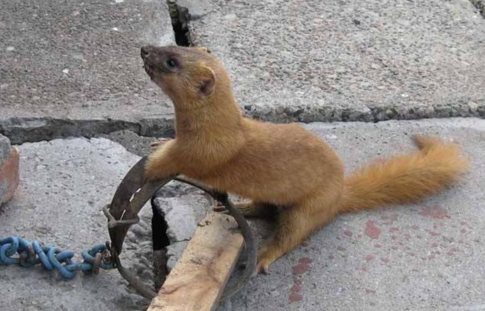 为什么老人常说黄鼠狼杀不得,为啥老人说黄鼠狼杀不得