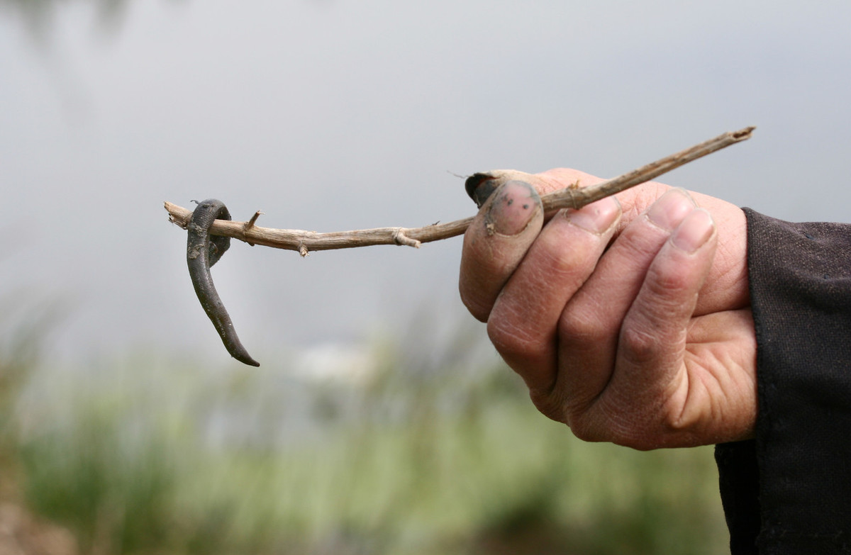 让水蛭叮肿了怎么办,干农活被蚂蚁咬擦什么药