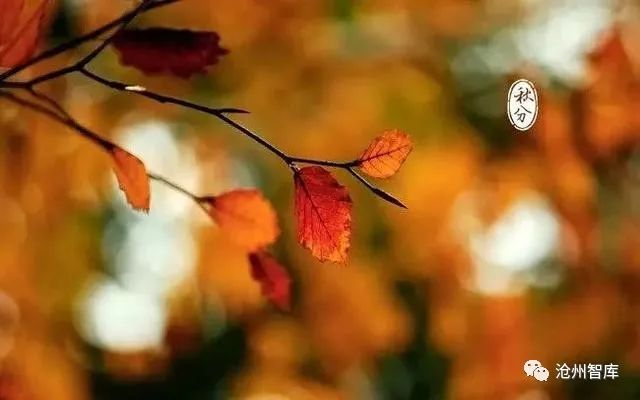 秋分节气是中国的农民丰收节,丰收节是秋分的节气吗