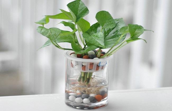 水培绿萝浇水口诀顺口溜,绿萝水培方法和注意事项