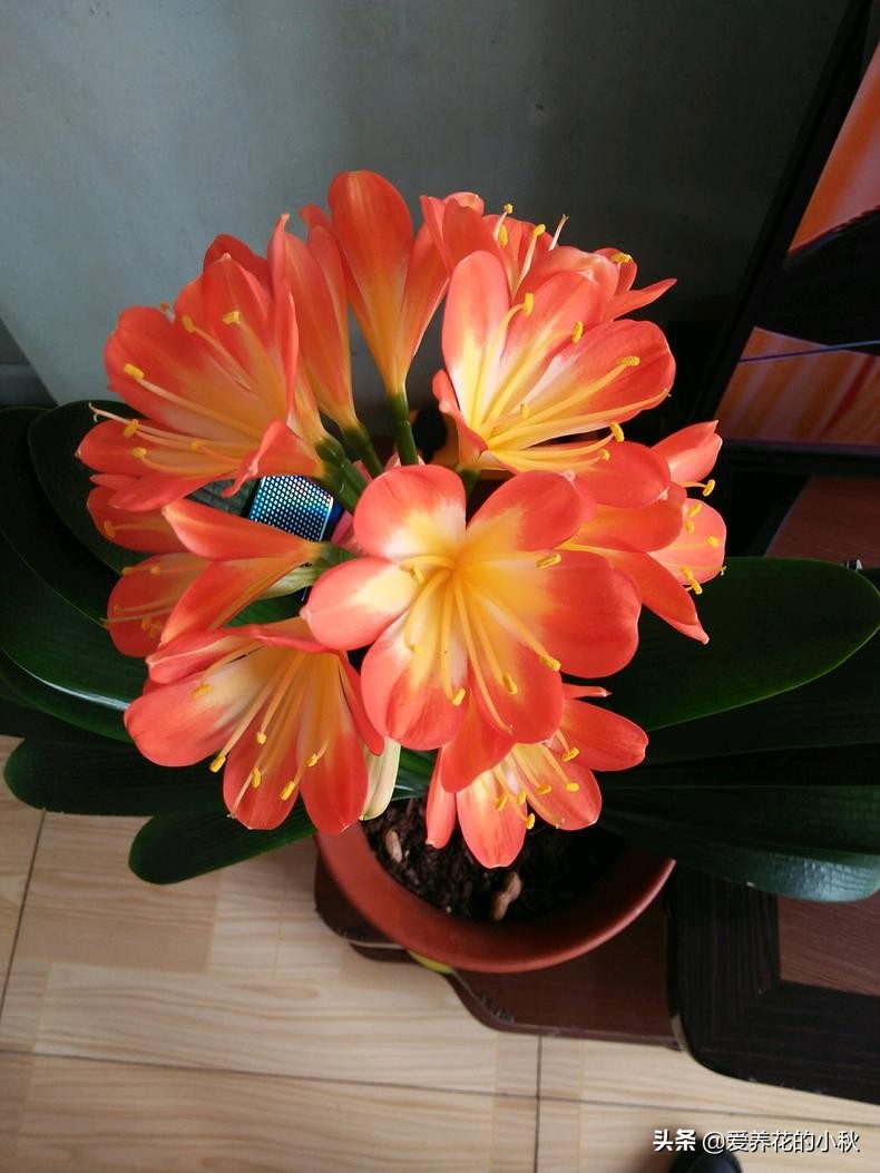 君子兰怎么养才能上箭,君子兰怎么养才不冒花箭