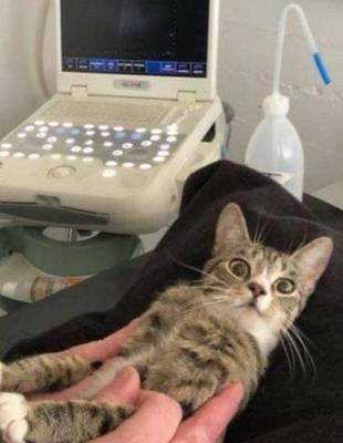 狗假孕影响下次怀孕吗,怀孕接触猫狗有无影响