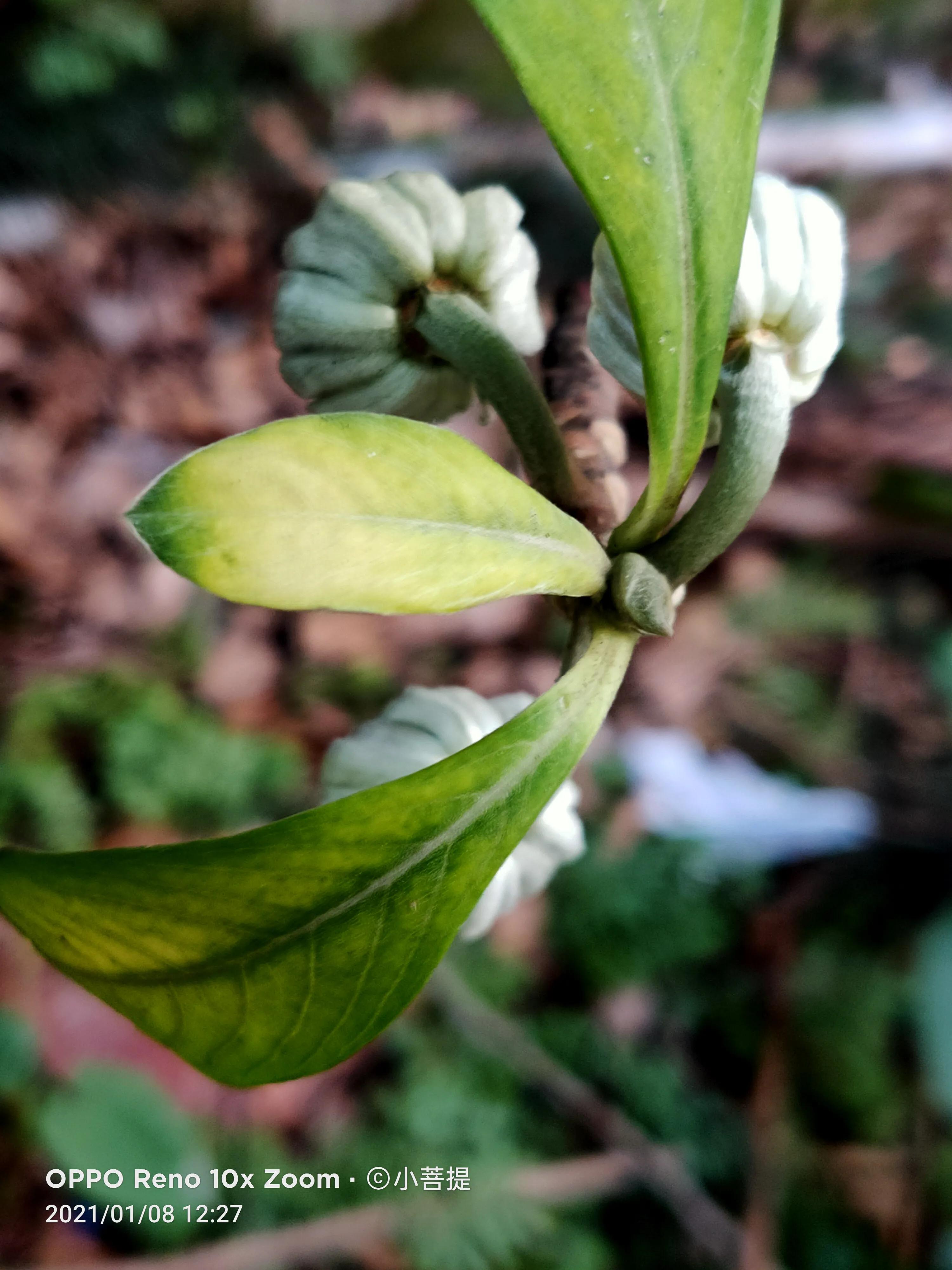 这就是爱情树，若在枝上打两个同向的结，就能得到甜蜜爱情和幸福