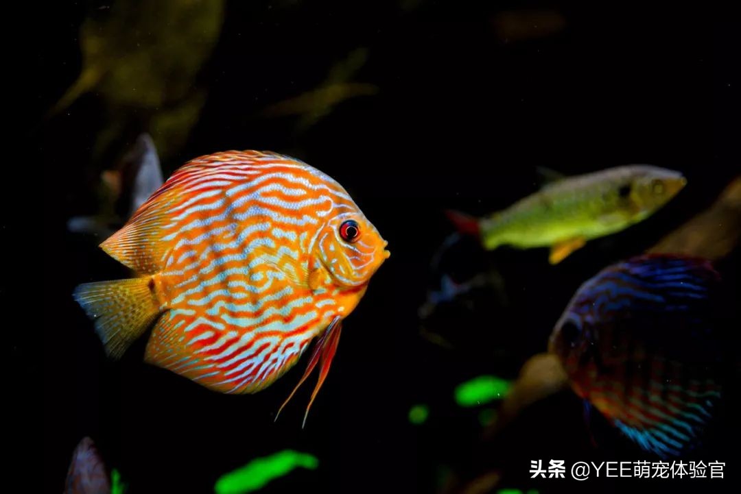 网购观赏鱼需要注意的几点事项,网上购买观赏鱼的危害