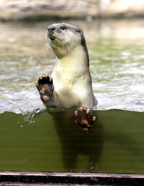 上海野生动物园小爪水獭,北京动物园的小爪水獭