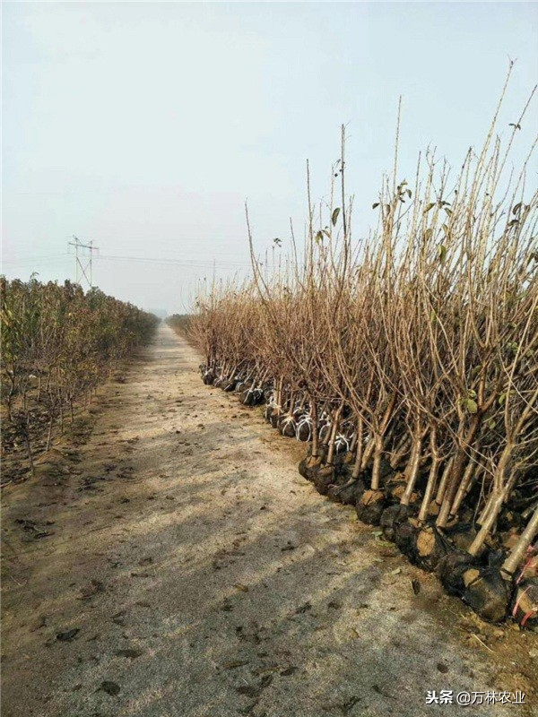 俄罗斯八号樱桃怎么好坐果,俄罗斯八号樱桃怎样