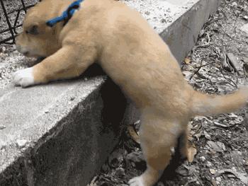 铲屎官最爱的客厅方案,铲屎官最满意的卧室装饰