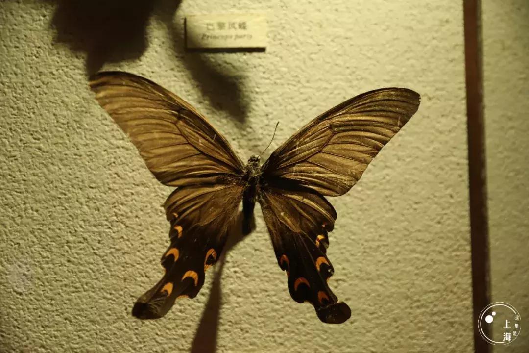 整个上海都是繁华的吗,上海一座美丽的魔都