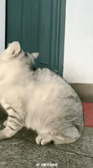 弃猫效应会不会弄巧成拙,弃猫效应有必要吗