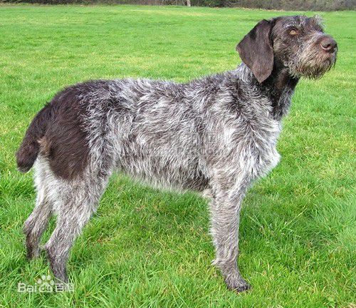 性格温顺的大型犬品种,宠物狗大型犬都有哪些品种