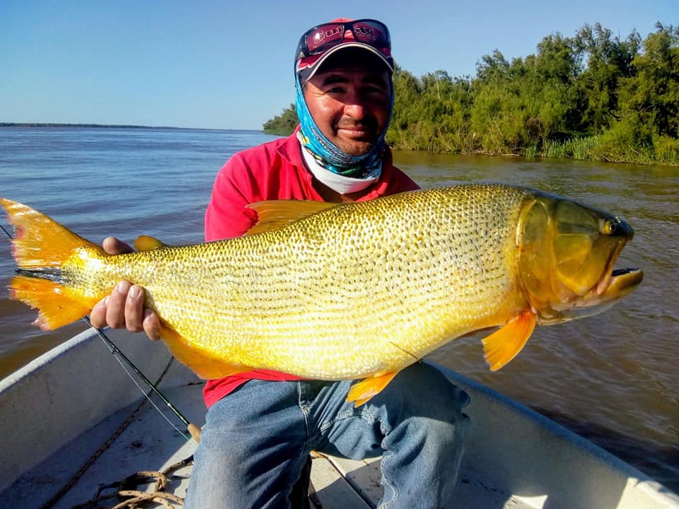 南美洲亚马逊黄金河虎,南美黄金河虎鱼