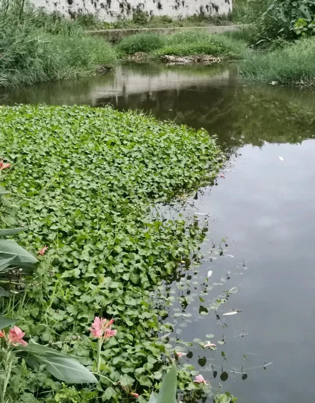 天竺葵怎么扦插容易成活图片,冬季天竺葵扦插怎样成活率高