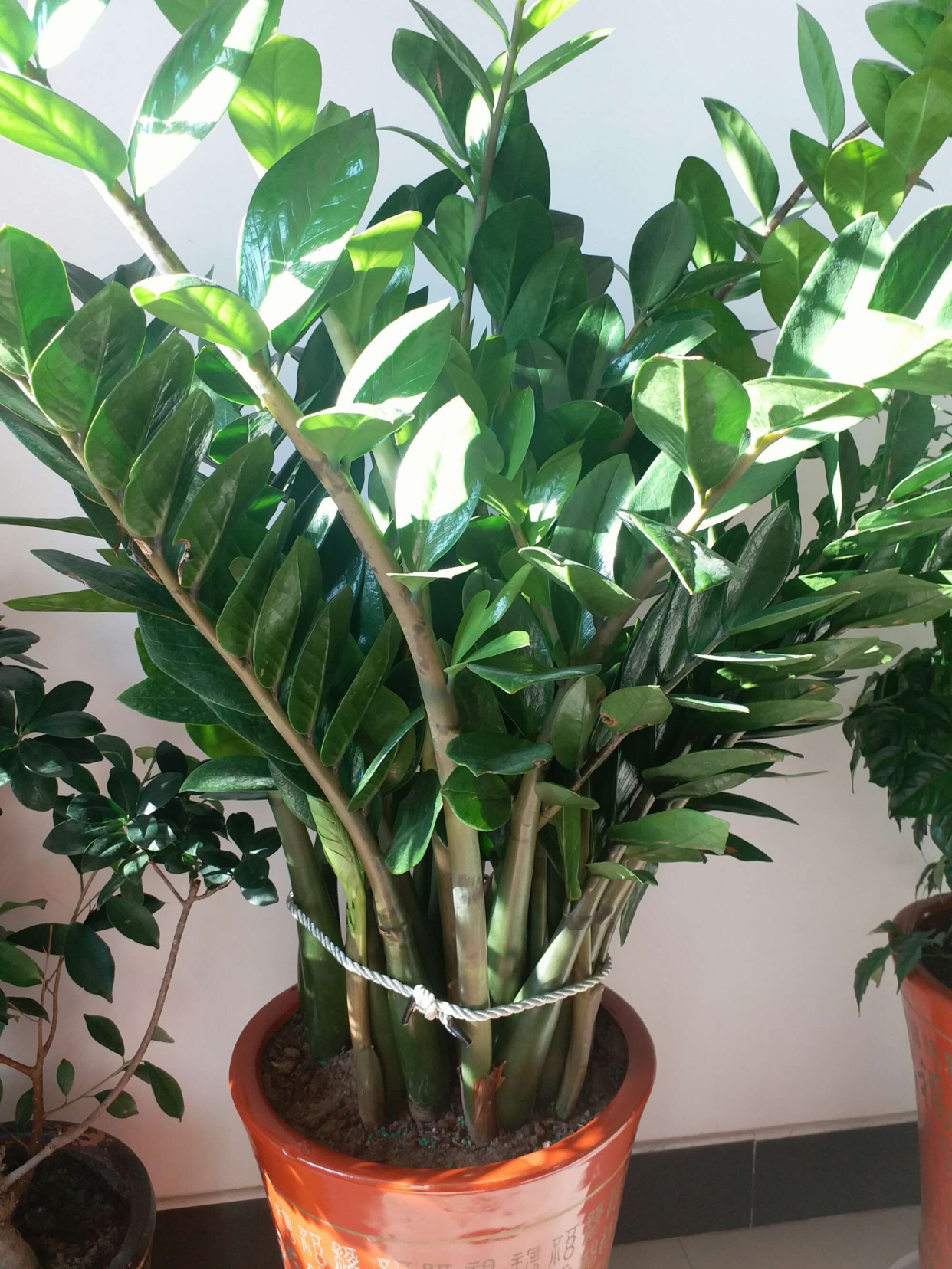 金钱树要怎样养才越养越漂亮,金钱树要怎么养才容易养活视频