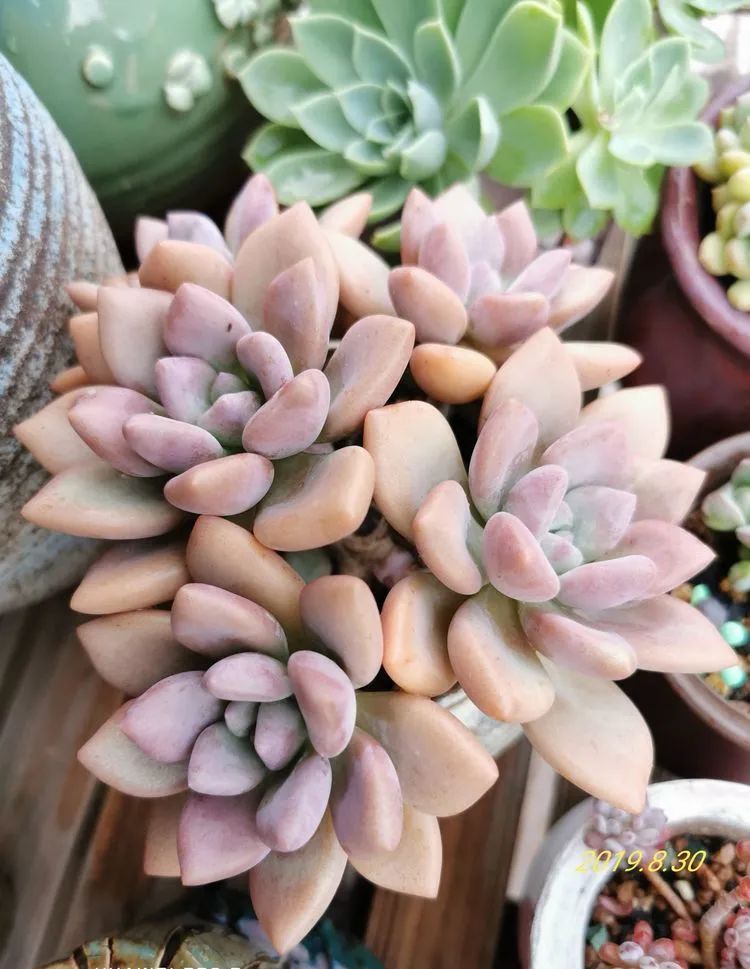 人生就像养多肉一样,人生如同养多肉时间不会怠慢