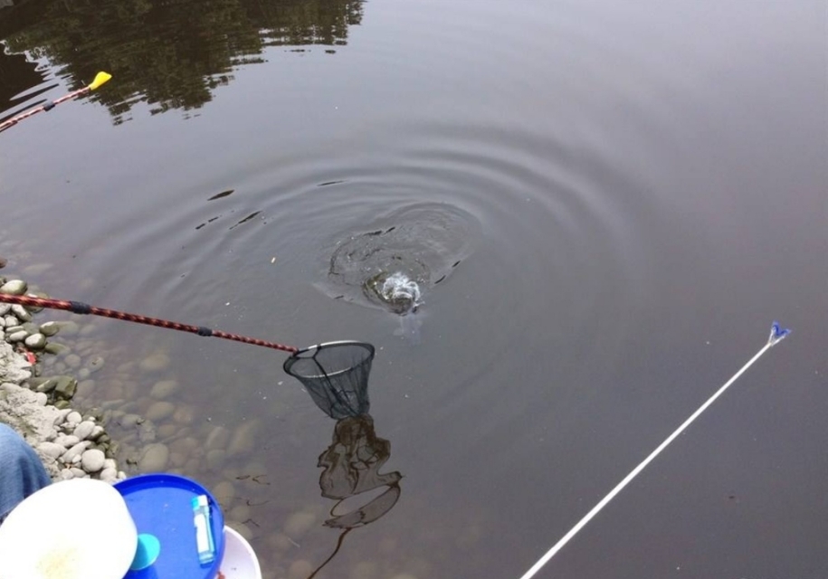 筏竿串钩钓鲫鱼几号钩冬季,冬季筏竿钓鲫鱼串钩的绑法