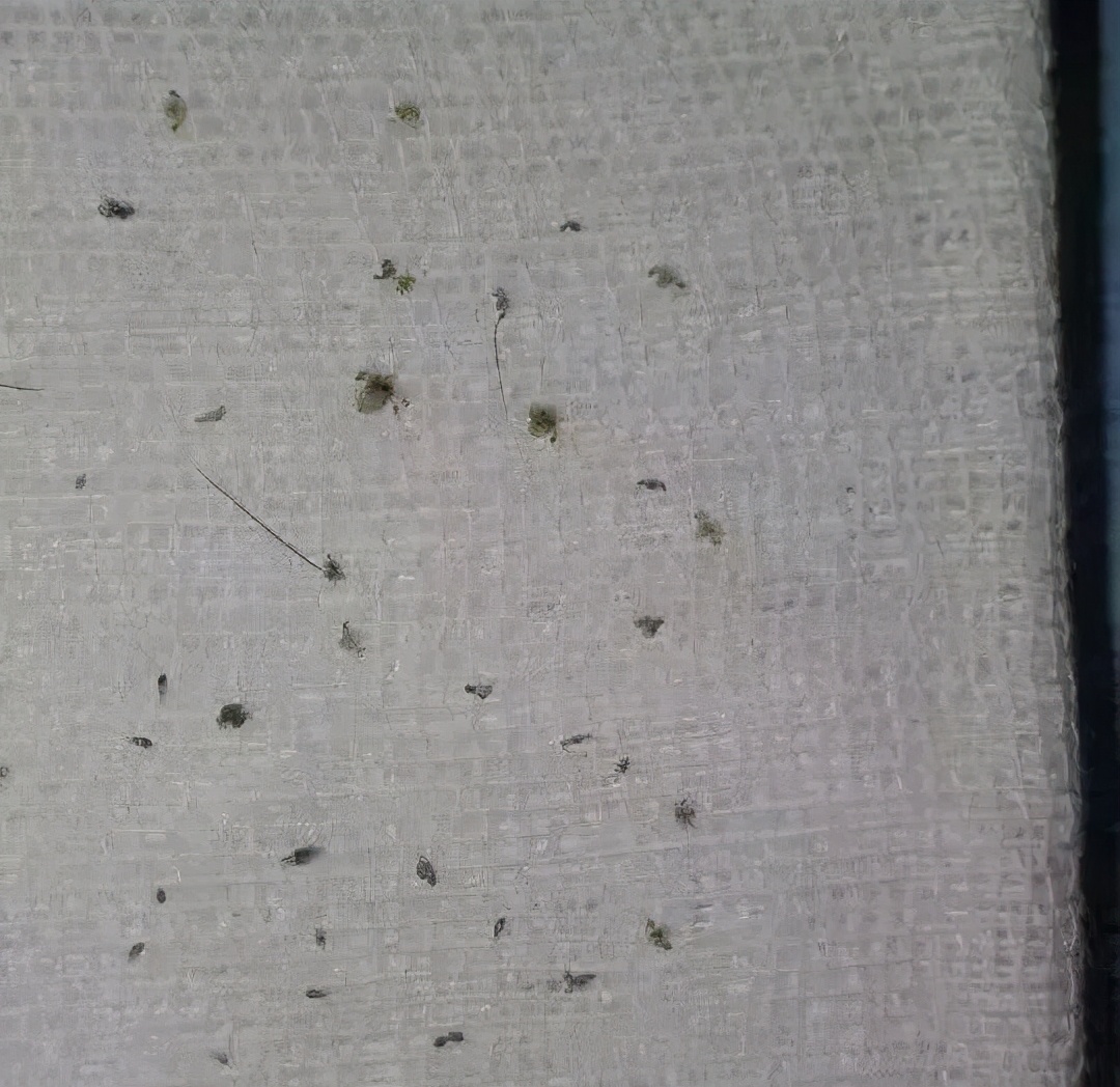 小孩眼睛痒是有虫子吗,儿童眼痒掏出六条虫