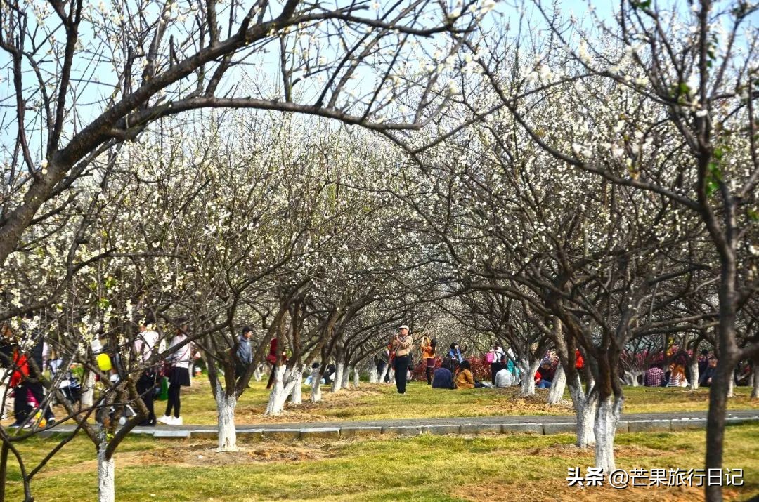 广州除了萝岗还有什么地方看梅花,广州萝岗还有梅花看吗