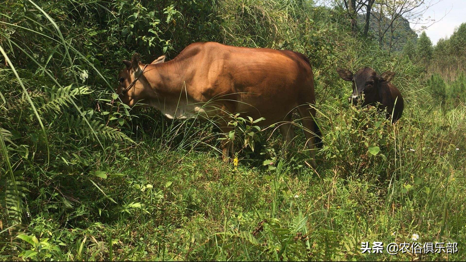 养牛和养羊哪个好养哪个挣钱,养羊和养牛哪个更赚钱前途好