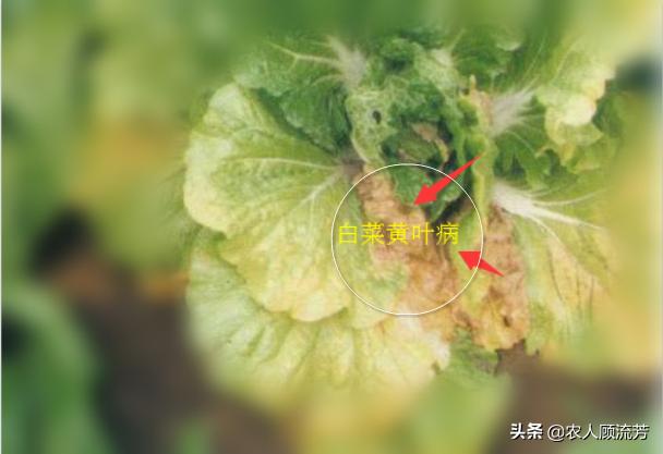白菜种叶发黄的治疗方法,白菜枯死怎么治