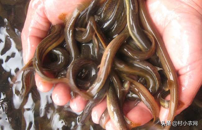 泥鳅养殖方法零基础,无土泥鳅养殖技术技巧有哪些