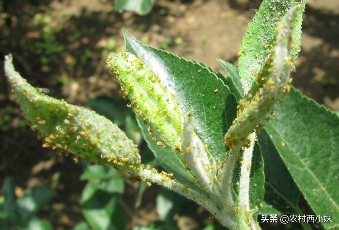 你掌握了哪些灭除害虫的小妙招呢,防治蔬菜地下害虫的无公害农药