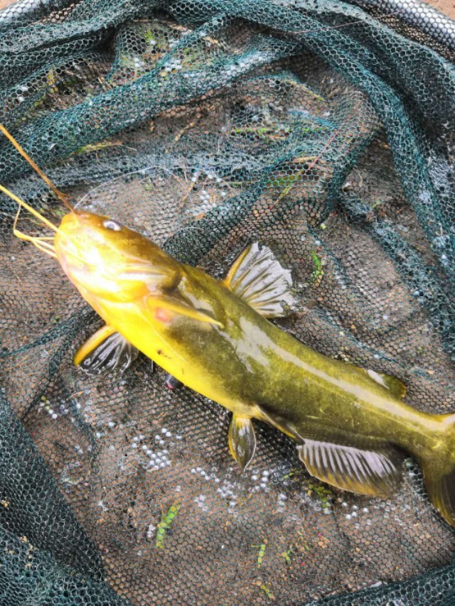 高手钓鱼精准调漂技巧,调漂技巧全解析