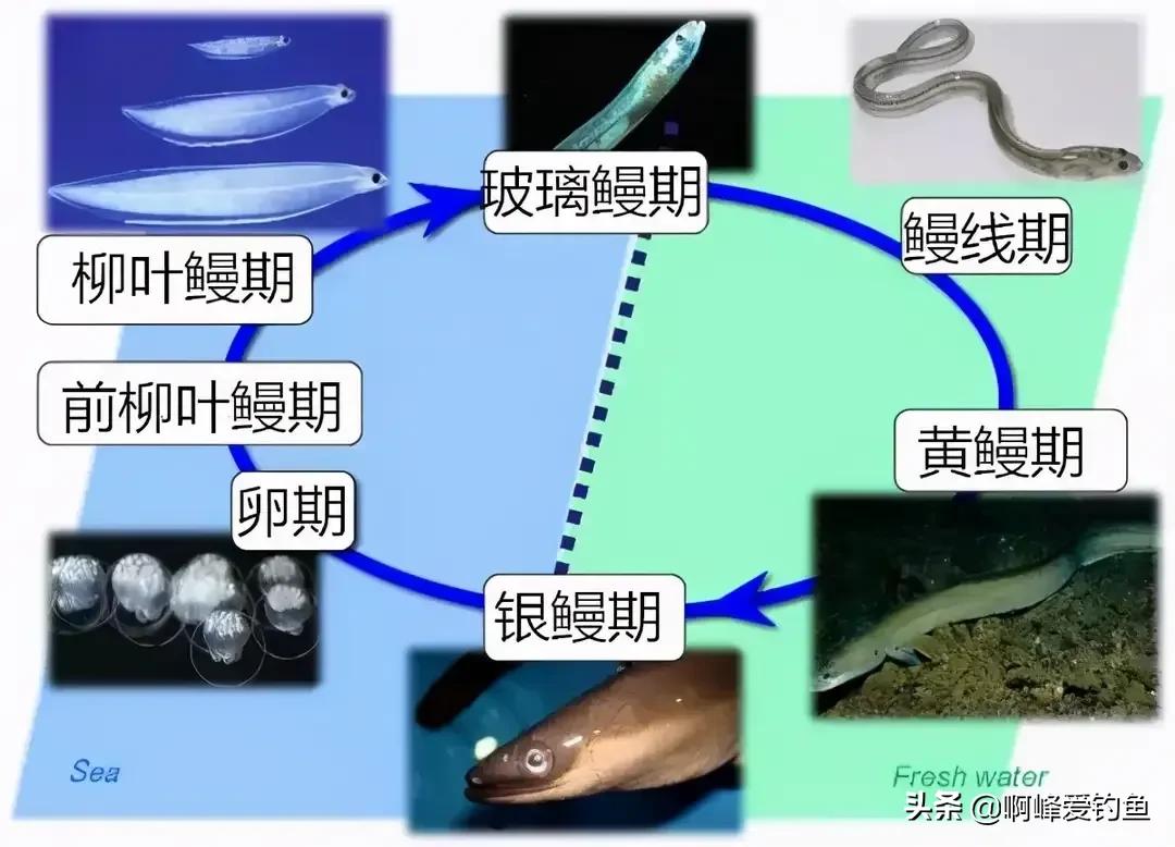 价值6.5万的河鳗，他却选择放生！同为鳗鱼，河鳗为何如此昂贵