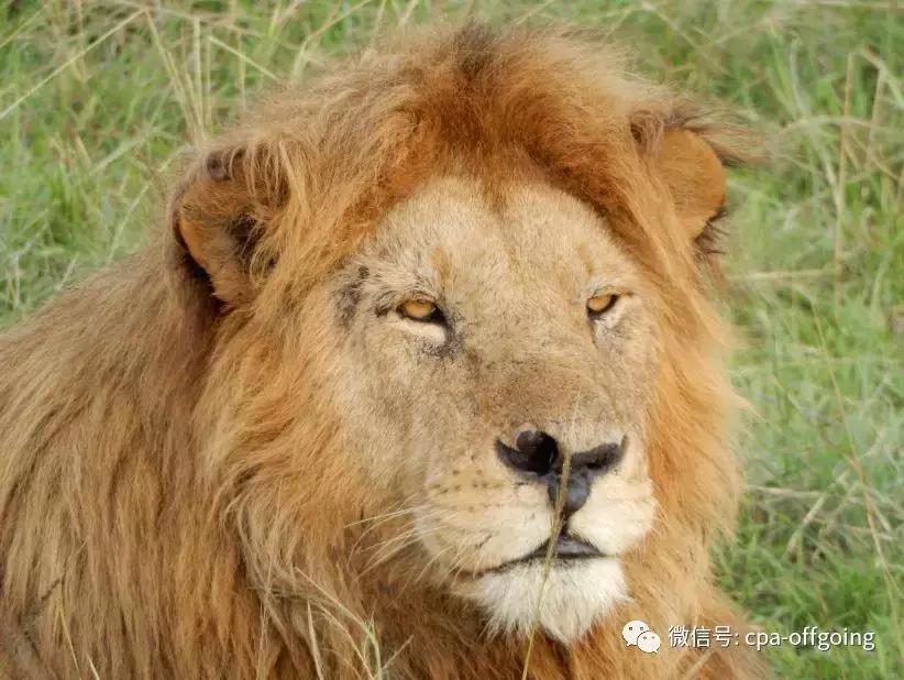 这个野奢的国度，欧美、日韩人都爱去，为何我们国家没人去？