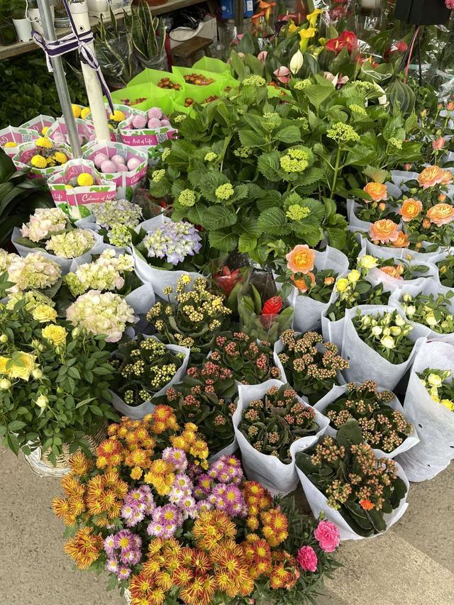 成都最值得逛的花卉市场,成都可以逛的花市
