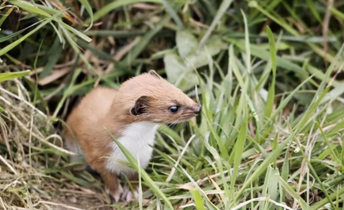 黄鼠狼讨封成精后怎么处理,黄鼠狼成精向人讨封怎么回答