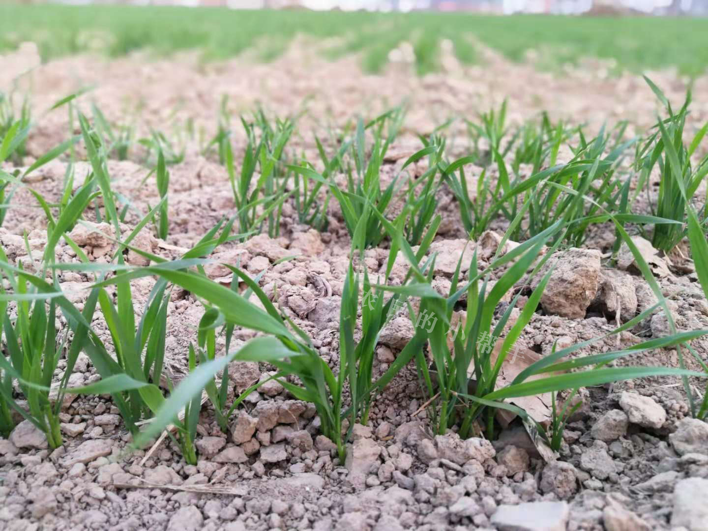 一亩地小麦增产600斤,小麦播种太深了怎么办