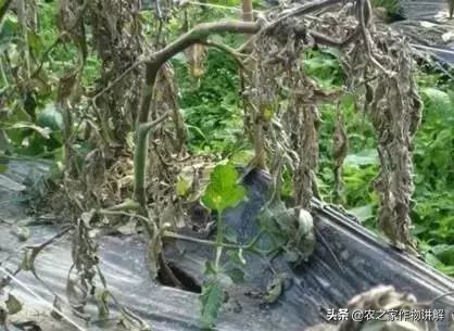 西红柿着色不均预防,大棚西红柿裂口并腐烂是什么原因