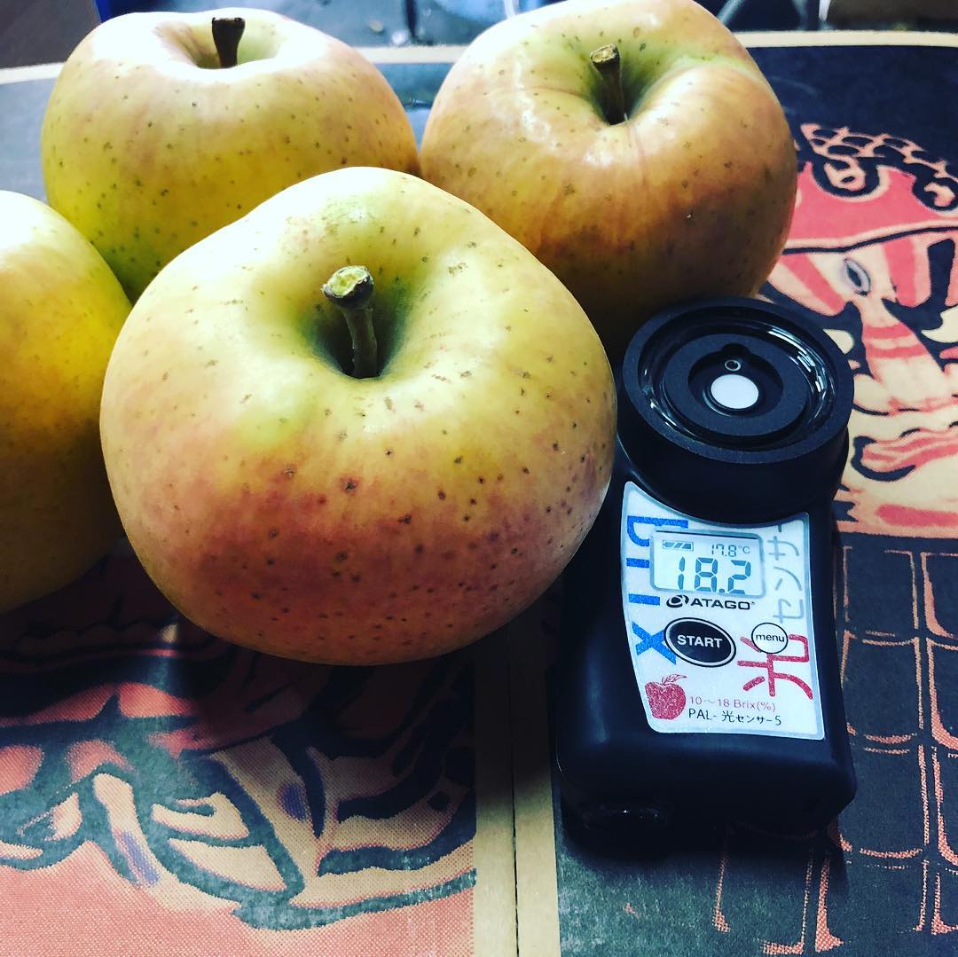 日本青森苹果图片,走进青森苹果园