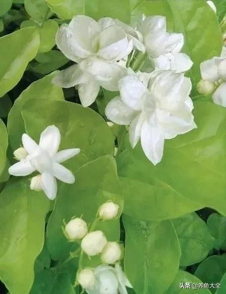 一至十二月的花期,12月到2月份的花期