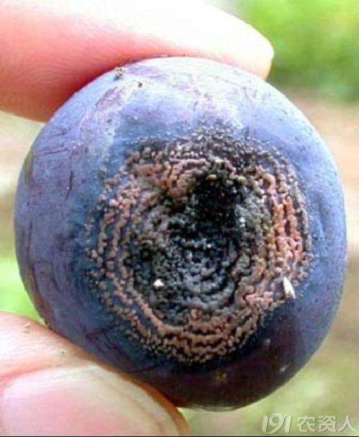 葡萄8月管理,葡萄八月的霜霉防治