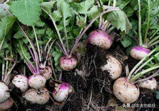 民间俗称诸葛菜,民间所称的诸葛菜