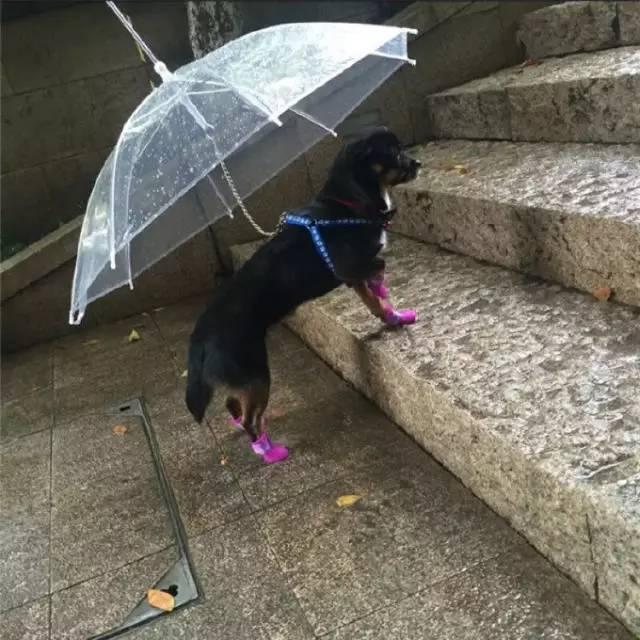 台风天遛狗太不友好了,台风天出门遛狗