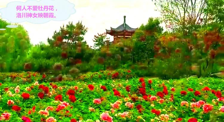 雍容华贵的国之牡丹惊艳了世界,美丽富贵的国花洛阳牡丹