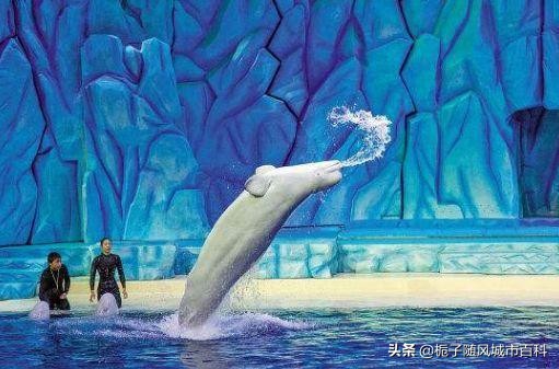 西安市海洋馆门票价格,西安市海洋馆表演时间表