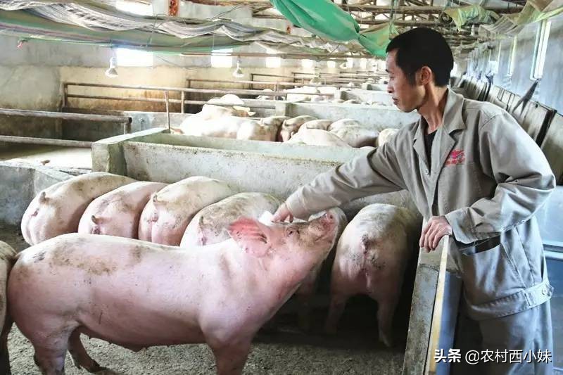 猪高烧不退是啥病打什么药,猪持续高烧不退怎么办