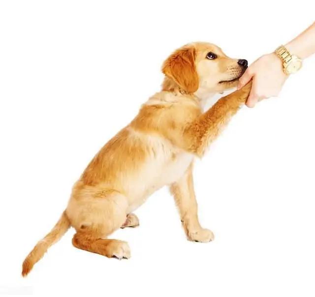 如何养好深色金毛的毛发,养黑色的金毛要注意什么