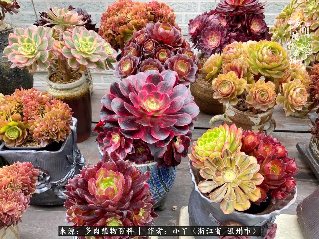 祖上无院家里无矿,一腔浪漫情怀付诸楼顶造花