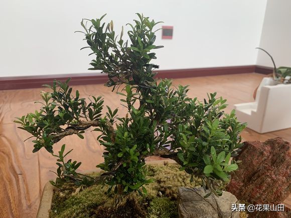 养了几天的叶子发黄,养了几盆绿萝叶子黄了