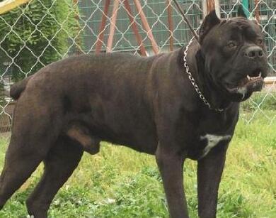 被小区不拴绳子的狗吓到了怎么办,孩子在小区内被未牵绳的狗追咬